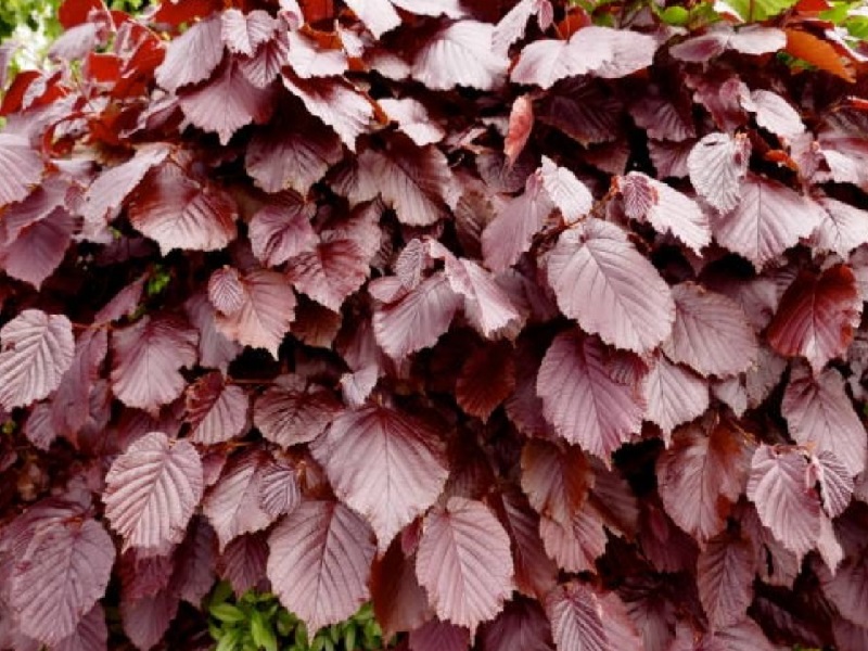 Rode beukenhaag kopen